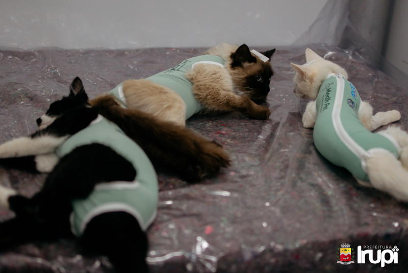 Programa PetVida Irupi