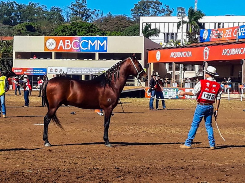 38ª Expo. Nacional do Cavalo Mangalarga Marchador | Prefeitura Municipal de  Irupi/ES