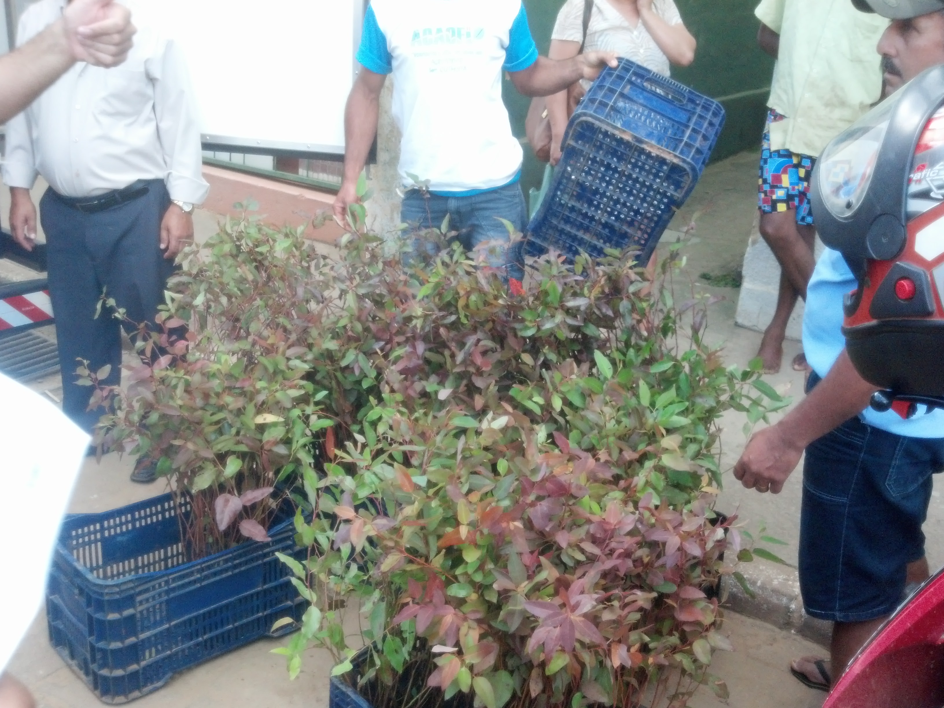 Agricultores de Irupi recebem mudas de eucalipto