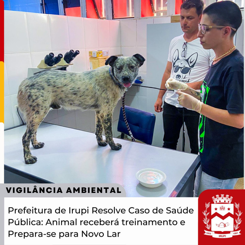 Prefeitura de Irupi resolve caso de saúde pública: animal receberá treinamento e prepara-se para novo lar